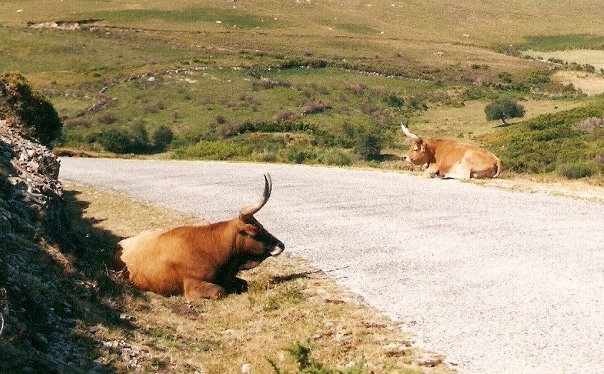 CONTRABANDO DE GADO NA HISTÓRIA MELGAÇO DO MONTE À RIBEIRA