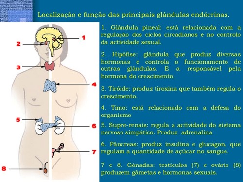 Glândulas endócrinas