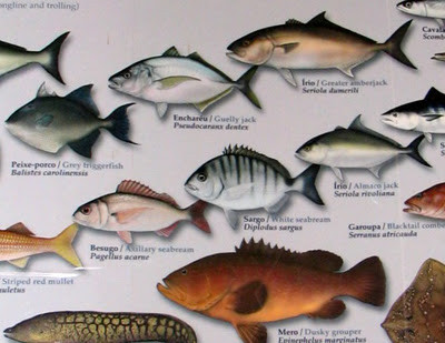 Pescadas Pescadas Pescadas Pescadas
