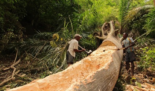 Motxi-de-Obo_-A-Morte-da-Floresta-860x507.jpg Motxi-de-Obo_-A-Morte-da-Floresta-860x507.jpg