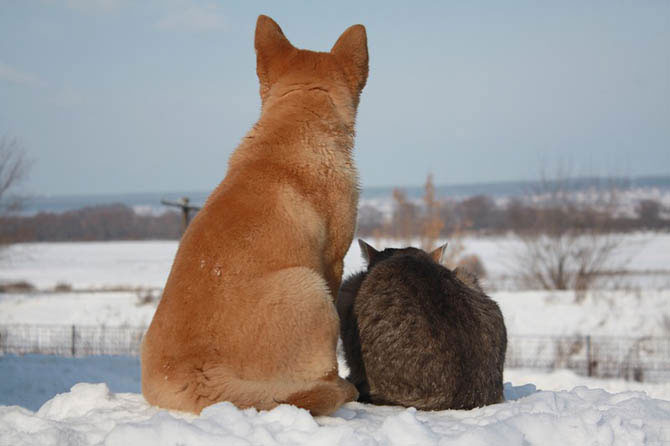 amizade cão gato animais amigos inseparáveis 