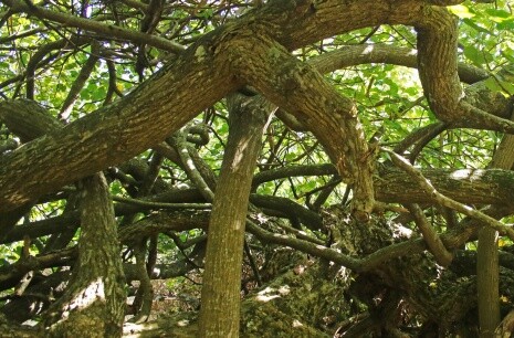 tangled-trunks-and-branches.jpg