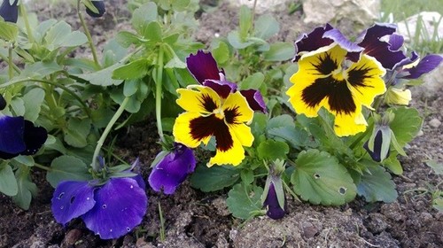 florDiaDaFloresta.jpg