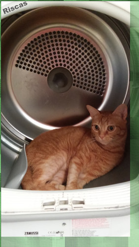 gato-a-aquecer.jpg