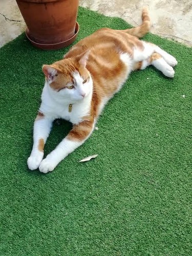 gato.jpg