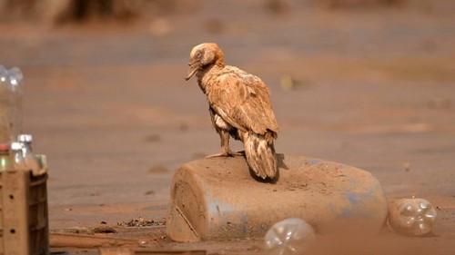 151120070020_bird_mud_mariana_brazil_640x360_afp_n