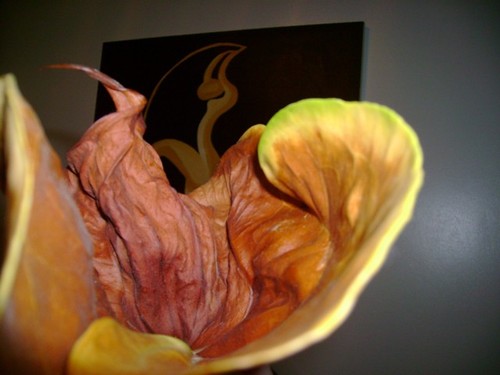 Foto tirada por mim a uma flor que esteve no meu quarto