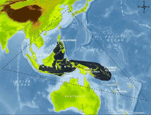 BEAUTIFUL! THE CORAL TRIANGLE 2