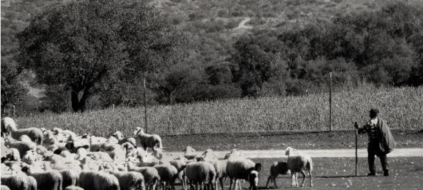 pastor e rebanho.JPG