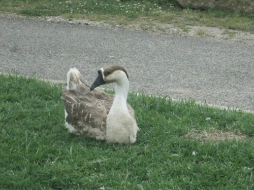 33076221_1652198684895430_4070130134626074624_n.jp