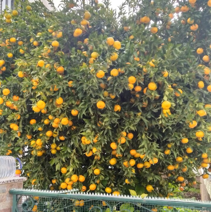 tangerinas.jpg