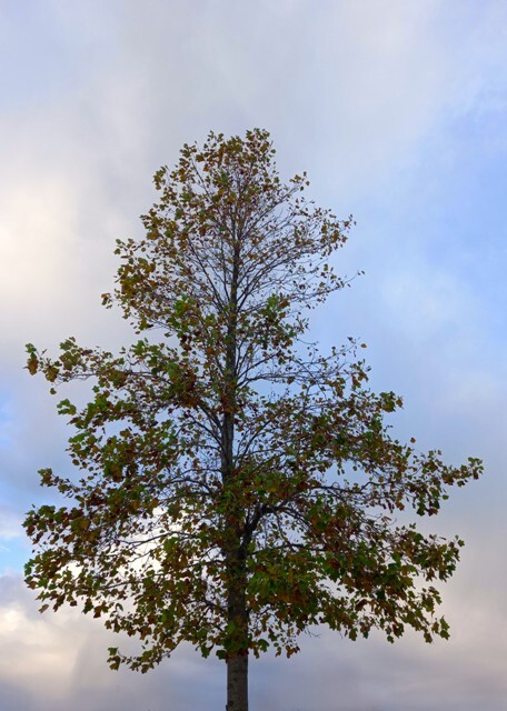 1000023303cópia - Cópia.jpg