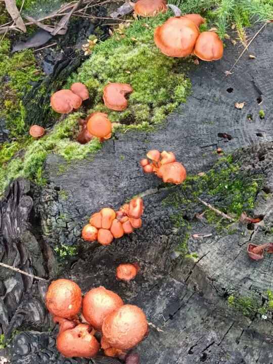 Não me canso disto cogumelos3.jpg