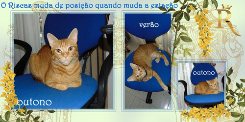 estacoesgato10.jpg