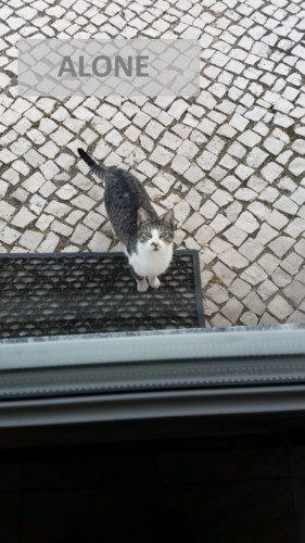 tualone.jpg tualone.jpg