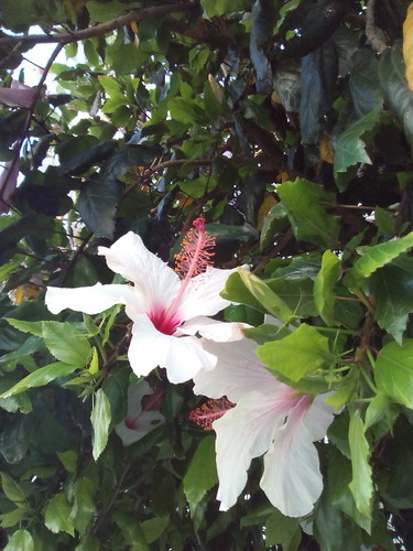 IMG_20160725_181846.jpg