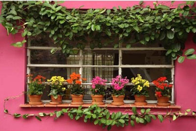 blog flores na janela.jpg blog flores na janela.jpg