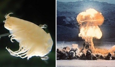 1557746524_Bomb-Carbon-from-Cold-War-Nuclear-Tests 1557746524_Bomb-Carbon-from-Cold-War-Nuclear-Tests