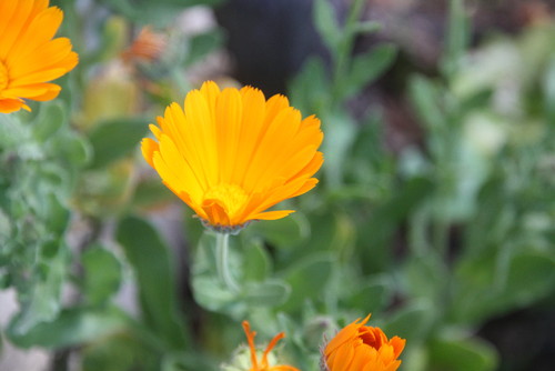Flores do campo