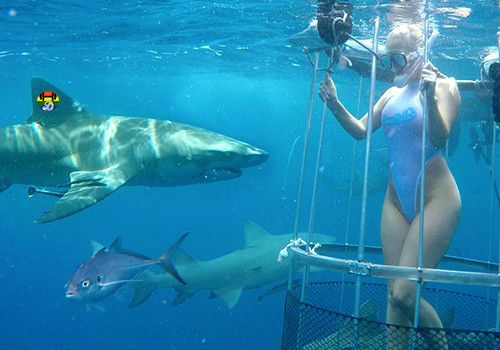 5_camsoda_shark_cage_molly_cavalli3638086385.jpg
