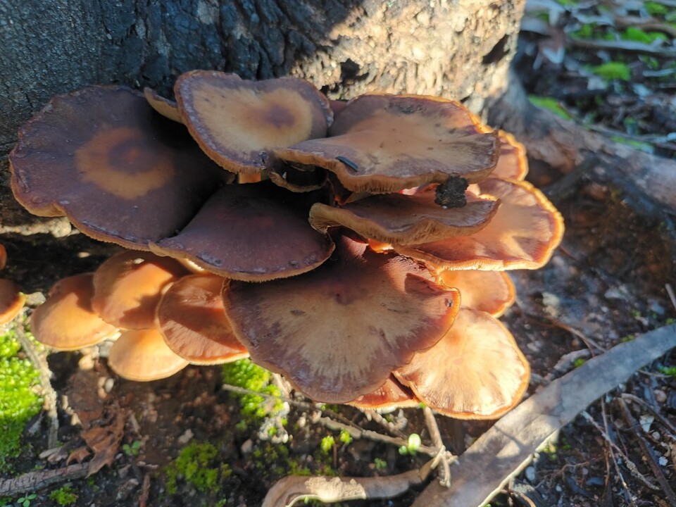 Não me canso disto cogumelos2.jpg