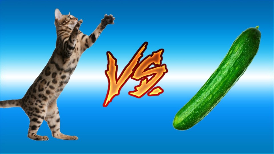 gatos e pepinos.jpg