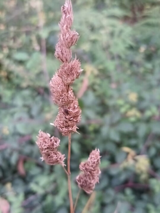 Não me canso disto bolota4.jpg