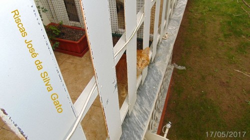 riscasgato.JPG