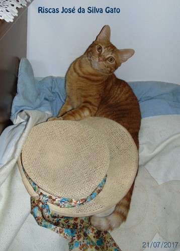 riscasgato23658.JPG