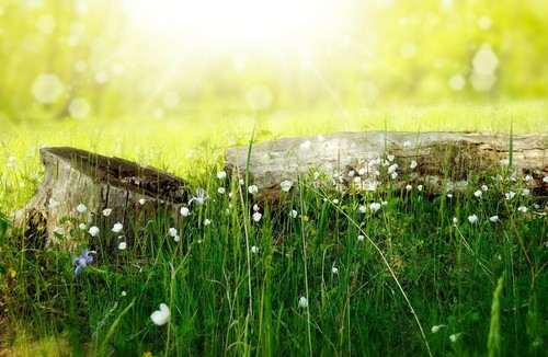 flowers-164754_1280.jpg