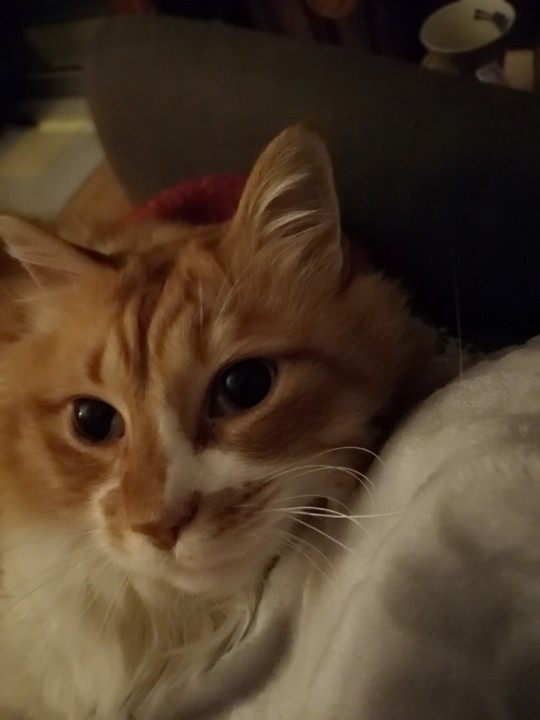 gatofofo4.jpg gatofofo4.jpg