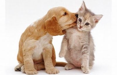 cães e gatos