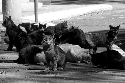 gatos-de-rua.jpg gatos-de-rua.jpg