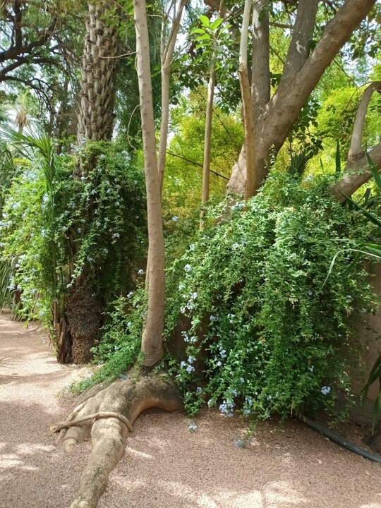 Não me canso disto_Jardim_i.jpg