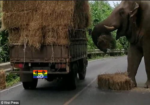 Hd Elefante faz parar o trânsito.jpg