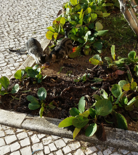 alonetraigos.jpg alonetraigos.jpg