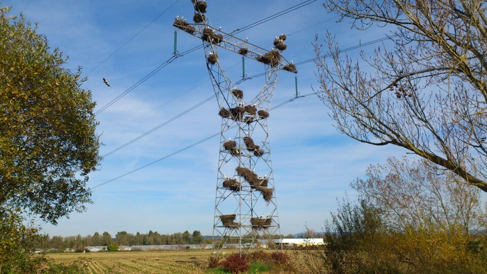 ninhos de cegonhas.jpg