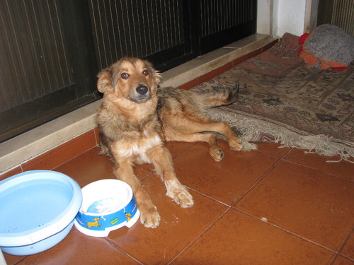 Animais Abandonados para Adopção. Adopte-me. Cães e Gatos