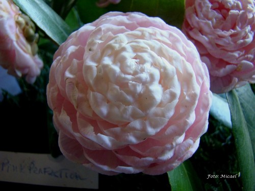 Camélia PinK Perfection