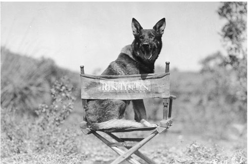 Rin Tin Tin.bmp