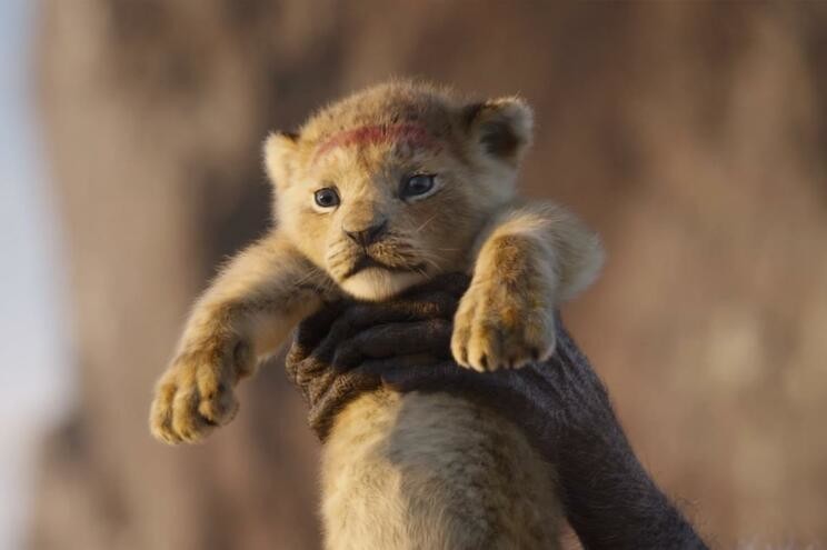 simba.jpg simba.jpg