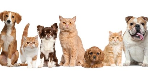 caes_e_gatos.jpg caes_e_gatos.jpg