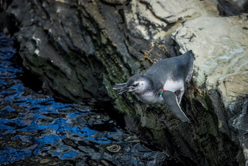 Pinguim-de-magalhães @Oceanário de Lisboa.jpg