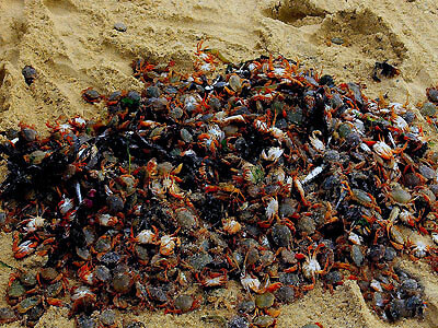 caranguejo-pilado.jpg