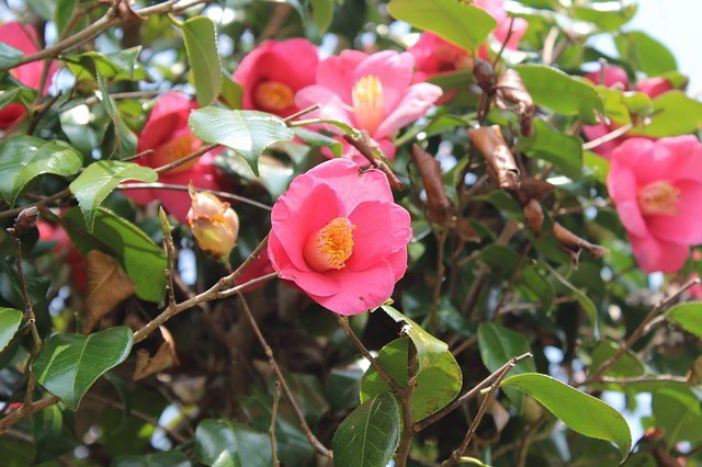 camelias-flores.jpg
