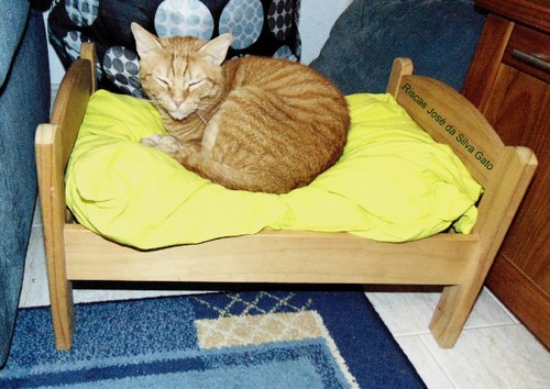 riscasgato.JPG