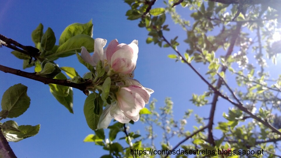 flor ok1.jpg