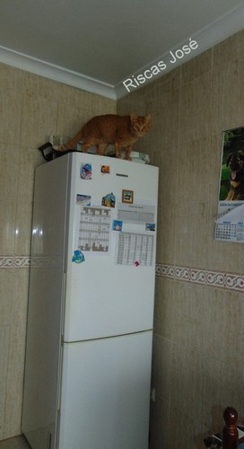 gatofrig.JPG gatofrig.JPG