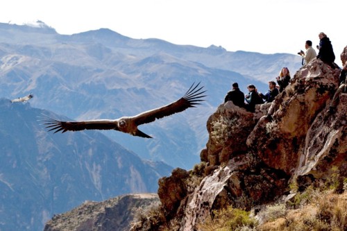 Quando el condor pasa.jpg