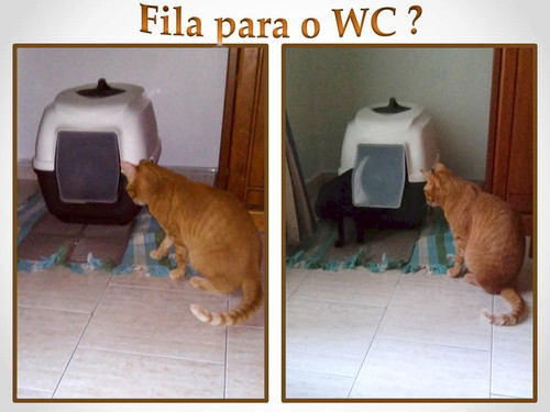 filawc.jpg